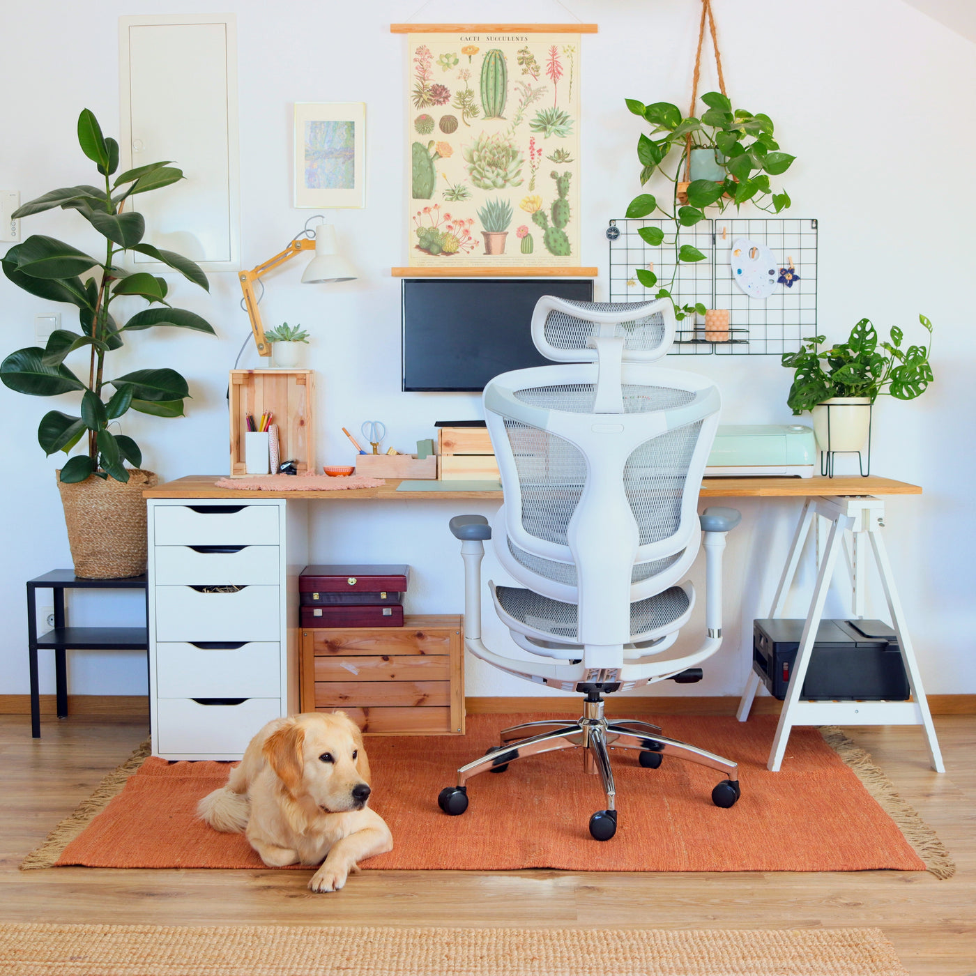 Sihoo C300 Ergonomic Office Chair with Advanced Back Support